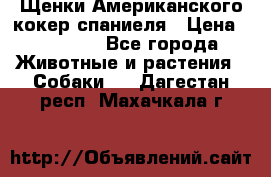 Щенки Американского кокер спаниеля › Цена ­ 15 000 - Все города Животные и растения » Собаки   . Дагестан респ.,Махачкала г.